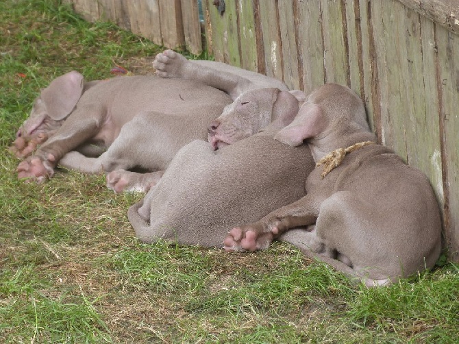 Des Perles Grises De Guiness - SIESTE